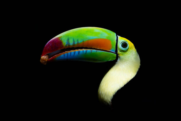 istock Keel billed or Rainbow Toucan in a Costa Rican rainforest 1466633720