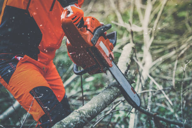 istock Man holding a chainsaw and cut trees. Lumberjack at work wears orange personal protective equipment. Gardener working outdoor in the forest. Security professionalism occupation forestry worker concept 1466633933