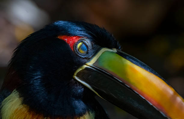istock Collared Aracari in a Costa Rican rainforest 1466633974