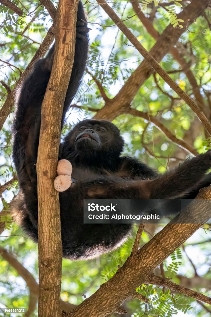 Howler monkey in the tree tops in Costa Rica Howler monkey in the tree tops in Costa Rica. 2023 Stock Photo