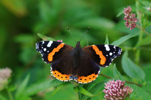 istock Closeup on a Vanessa atalanta butterfly 1466635322