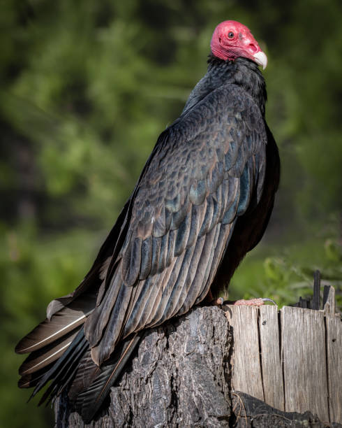 istock Vertical shot of a Turkey Vulture perching on an old cut tree trunk against a blurred background 1466635936
