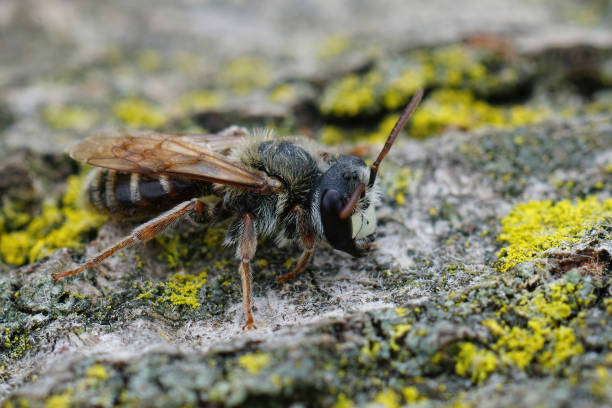 istock Closeup on a male mining bee, Andrena variabilis 1466636033
