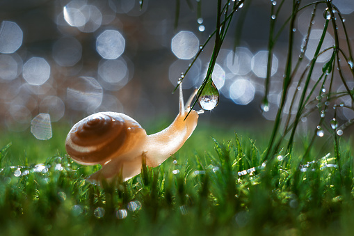 A closeup shot of a little land snail on green grasses with dewdrops