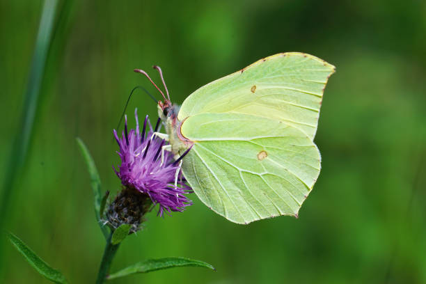 istock Closeup on a common brimstone ,Gonepteryx rhamni, sipping nectar 1466636094