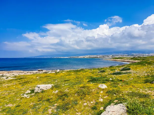 Flowers and grass at the rocky shore next to paphos in Cyprus in the spring