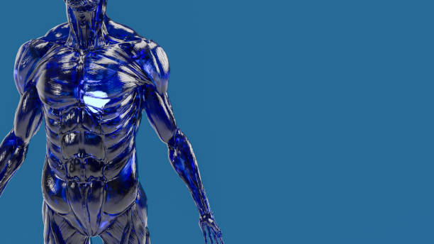 istock The human body muscle on blue background for education or sci concept 3d rendering 1466636192