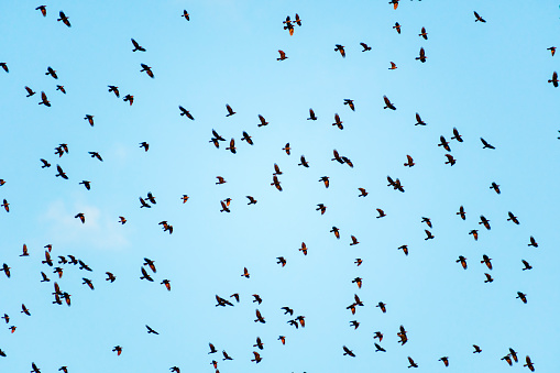 A large flock of black wild birds flies high in the blue cloudy sky. Autumn migration of birds.