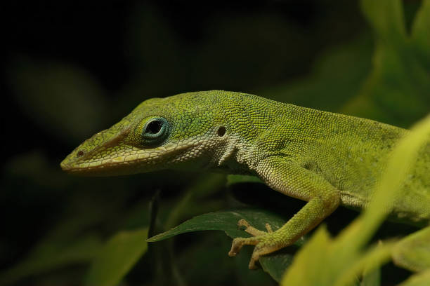 istock Closeup on the American green anole, Anolis carolinensis 1466636718