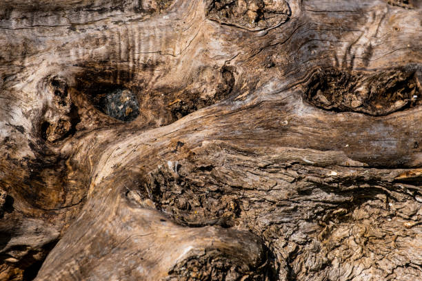 istock Closeup shot of a tree trunk texture 1466636772