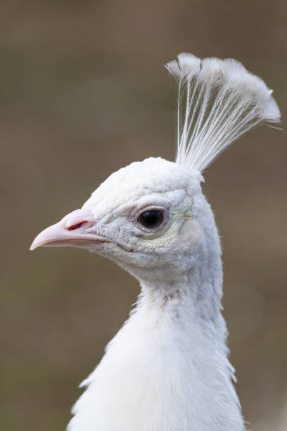 istock Portrait of a elegant white peafowl. 1466636935