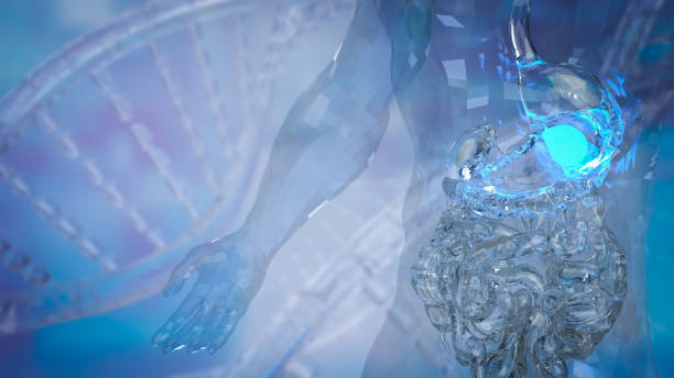 istock The Viscera in clear body for medical or sci concept 3d rendering 1466637007