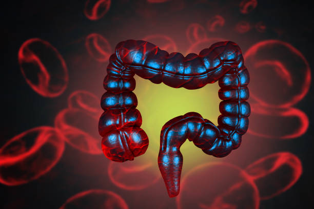 istock Anatomy of human colon, digestive system, Abdominal arteries system. 3d illustration 1466637036