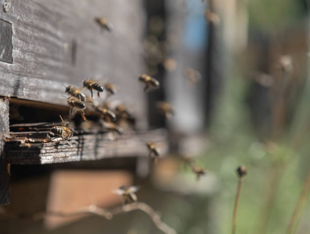 istock Bees flying in a comb producing honey, selective focus shot on b 1466637078