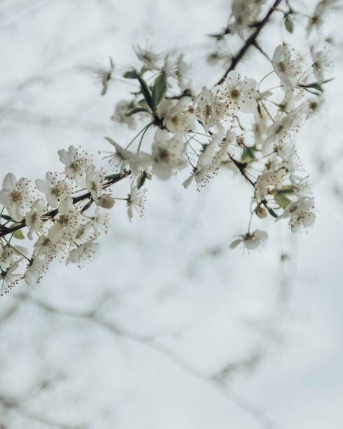 A closeup shot of white blossoms on the tree branches