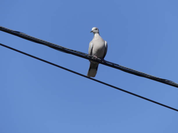 istock Dove sitting on power line 1466637282