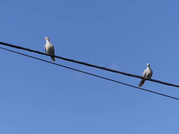 istock Dove sitting on power line 1466637285