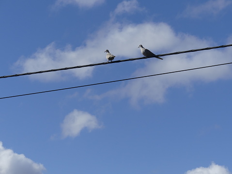 Dove sitting on a power line with blue sky in the background.