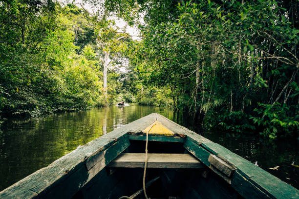 ribera de la selva verde del amazonas. barcos de pesca locales tradicionales, vista desde el interior. selva amazónica, cerca de iquitos, perú. américa del sur. - viaje al amazonas fotografías e imágenes de stock