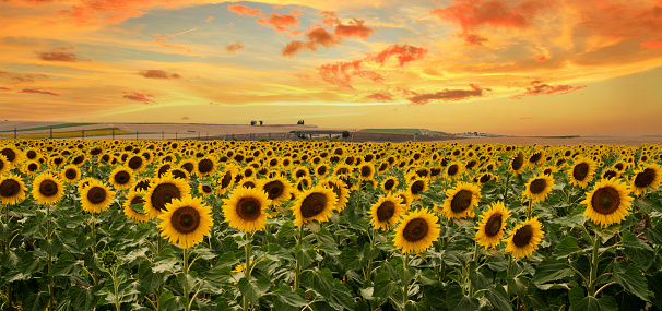 A huge sunflower field in the countryside and colorful sunset above them