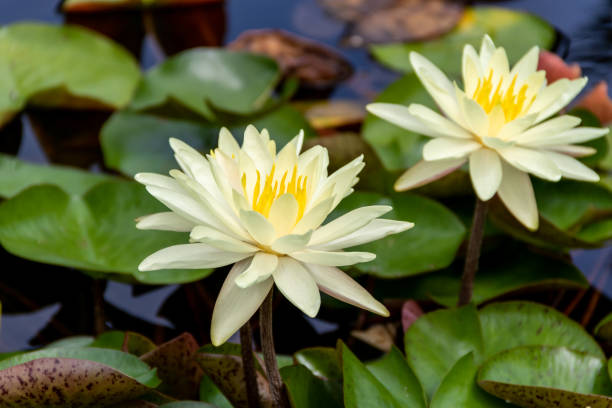 istock Closeup of Fragrant water-lily. Nymphaea odorata. 1466638541