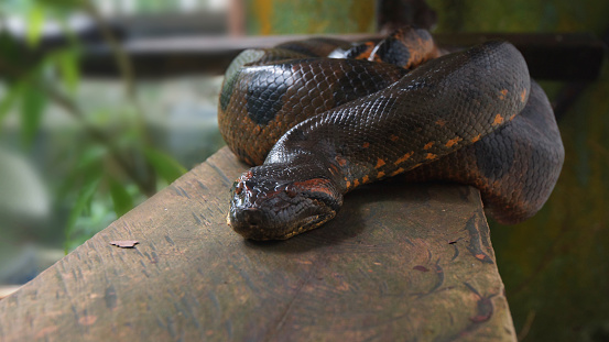 An anaconda on a wooden log, Scientific name: Eunectes murinus