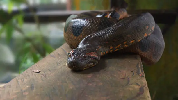 Photo of Anaconda on a wooden log, Scientific name: Eunectes murinus