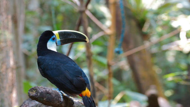 Toucan seen from behind in the Ecuadorian Amazon (Tucan, Ramphastos vitellinus) A toucan seen from behind in the Ecuadorian Amazon (Tucan, Ramphastos vitellinus) channel billed toucan stock pictures, royalty-free photos & images