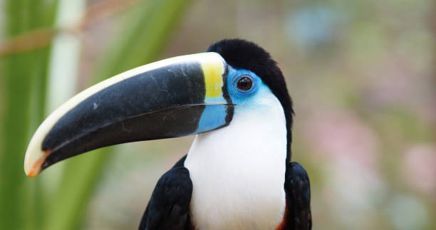 toucan in the ecuadorian amazon (tucan, ramphastos vitellinus) - tucano de bico preto imagens e fotografias de stock