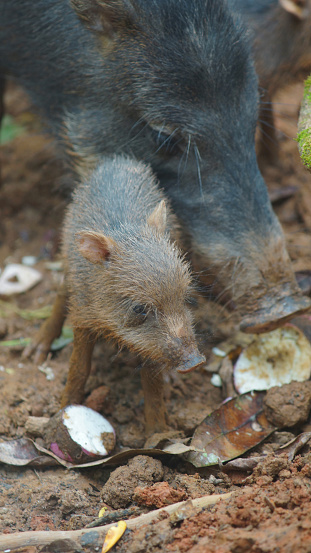 A vertical shot of a Peccary pig eating with her baby, Sacha kuchi, Tayassu pecari