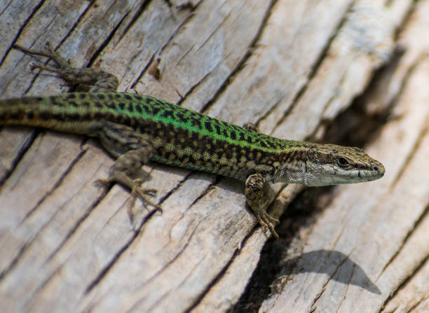 Andalusian Wall Lizard (Podarcis vaucheri) Close-up shot of Andalusian Wall Lizard (Podarcis vaucheri) spined stock pictures, royalty-free photos & images