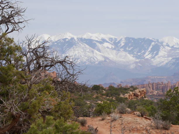 istock Dense forest on the cliff and snowy mountains in the background 1466640027