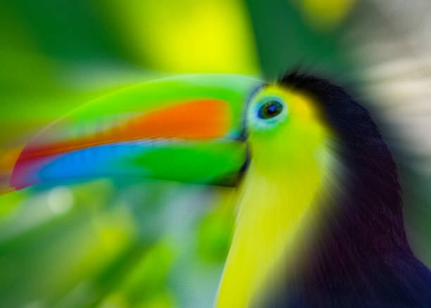Keel billed or Rainbow Toucan in a Costa Rican rainforest Keel billed or Rainbow Toucan in a Costa Rican rainforest.  Heavily post processed to give a painterly effect. rainbow toucan stock pictures, royalty-free photos & images
