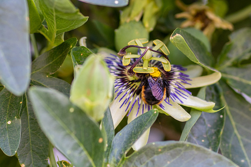 A close-up shot of a bumblebee on a blue Passionflower grown in the garden