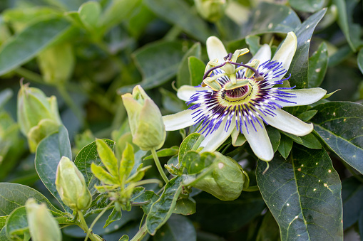 A close-up shot of a blue Passionflower grown in the garden