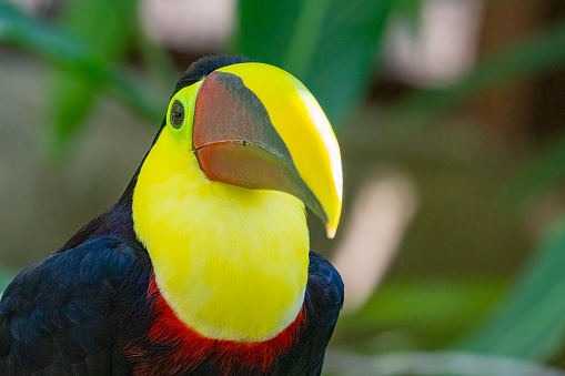 Black mandibled Toucan in a Costa Rican rainforest