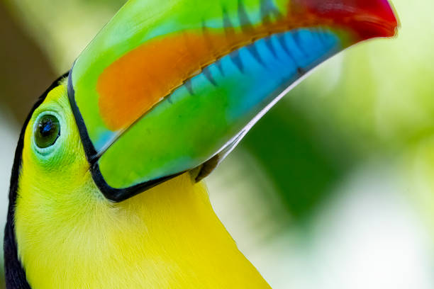 istock Keel billed or Rainbow Toucan in a Costa Rican rainforest 1466640462