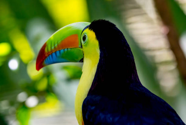 Keel billed or Rainbow Toucan in a Costa Rican rainforest Keel billed or Rainbow Toucan in a Costa Rican rainforest rainbow toucan stock pictures, royalty-free photos & images