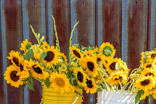 A closeup shot of bright yellow sunflowers in buckets of water against rusty, corrugated metal barn