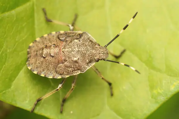 Closeup on a nymph of the mottled shieldbug, Rhaphigaster nebulosa, sitting on a green leaf in the garden