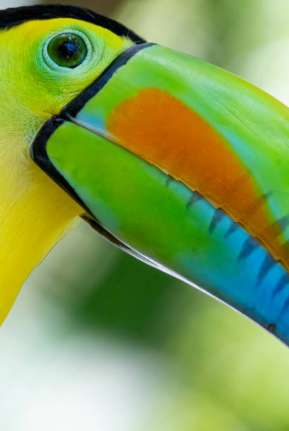 istock Keel billed or Rainbow Toucan in a Costa Rican rainforest 1466640632