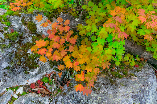 A colorful view of maple leaves in the forest in autumn