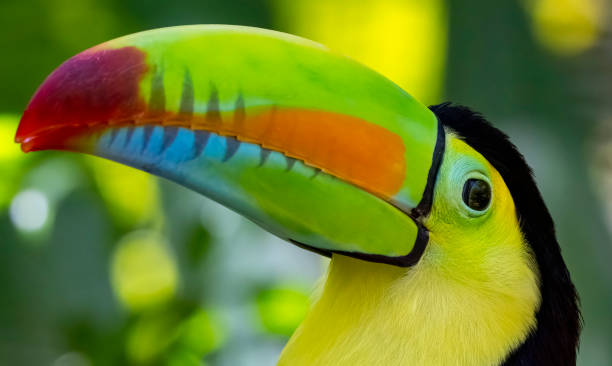 Keel billed or Rainbow Toucan in a Costa Rican rainforest