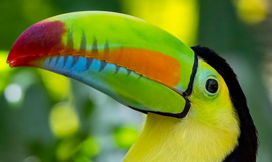 Keel billed or Rainbow Toucan in a Costa Rican rainforest