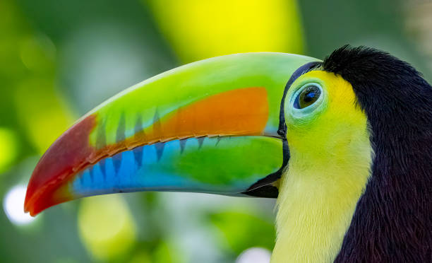 istock Keel billed or Rainbow Toucan in a Costa Rican rainforest 1466640967