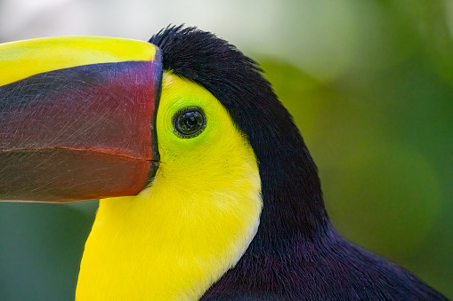 Black mandibled Toucan in a Costa Rican rainforest