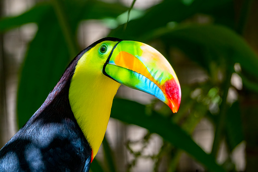 Keel billed or Rainbow Toucan in a Costa Rican rainforest