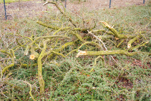 istock Heap of bare fallen trees on the ground 1466641358