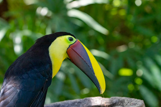 Black mandibled Toucan in a Costa Rican rainforest