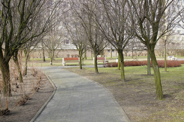 istock Scenic view of bare trees along a pathway in the park 1466641649